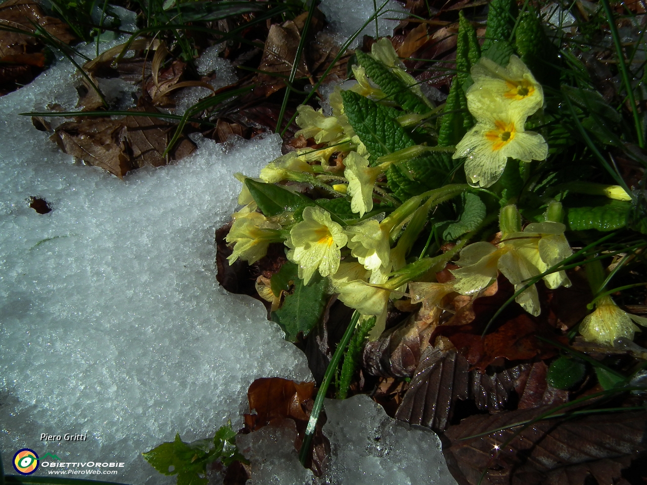 35 primavera...inverno !.JPG